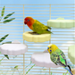 🐦Aranyos felhő alakú madárülő🌈✨